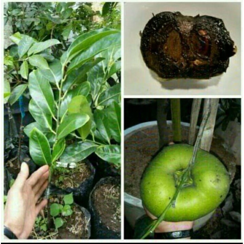 bibit tanaman black sapote (okulasi) (cangkok) (sedling)