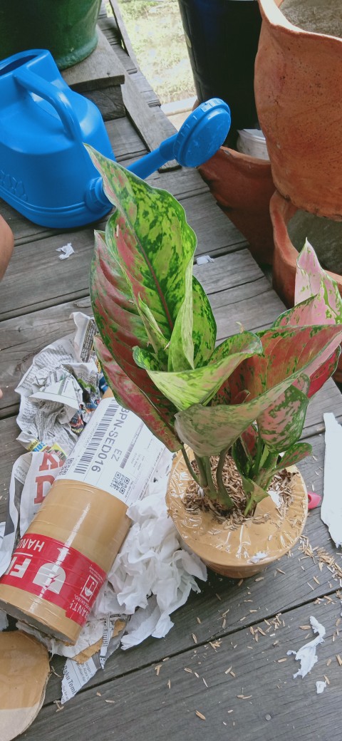 Tanaman Hias/bunga Hias Aglonema Heng Heng Indukan