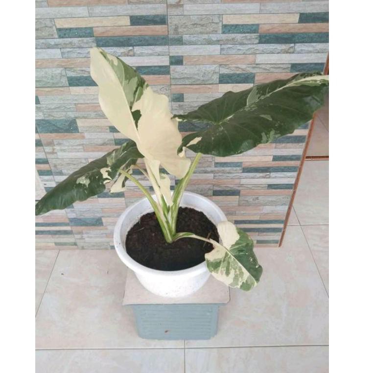 ewv73〠 Alocasia macrorrhiza variegata/sente variegata/sente varigata :