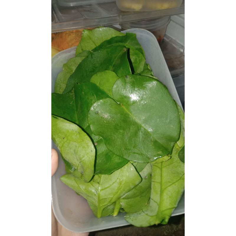 

Daun Binahong 1Kg