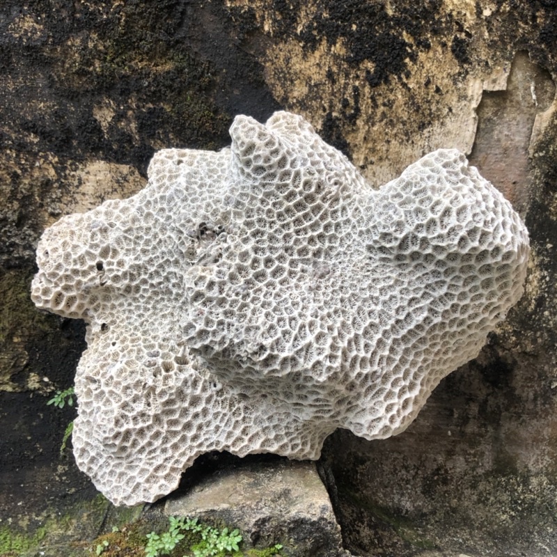 BATU KARANG BENTUK BUNGA MEKAR MODEL LEMPENGAN JUMBO/ BATU KARANG LAUT/ BATU KARANG AQUARIUM/ KARANG