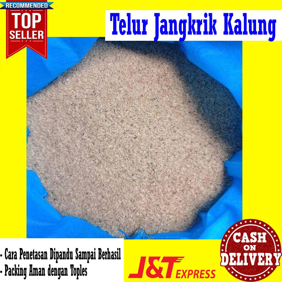 BIBIT JANGKRIK KALUNG 1KG UNTUK BUDIDAYA JANGKRIK PEMULA