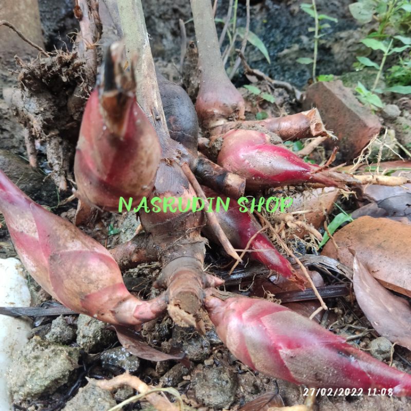 BIBIT PINING BAWANG (2 BONGGOL) / BIBIT BUAH PINING / BIBIT BUAH GALOBA / BUKAN LAJA GOAH / BUKAN TE