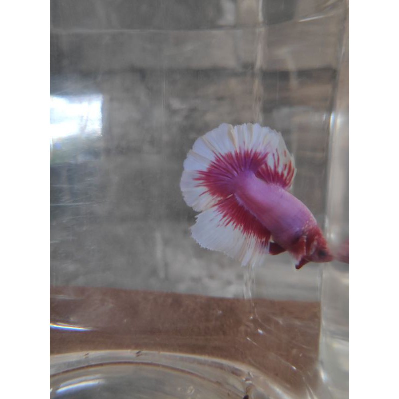 ikan hias cupang HALFMOON BIGEIR INDUKAN SIZE M++