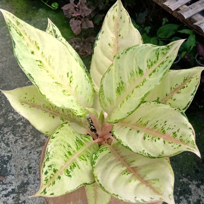 Aglonema Cinderella Tanaman Aglonema Hidup Bunga Aglonema Tanaman Aglonema Murah Bukan Bonggol