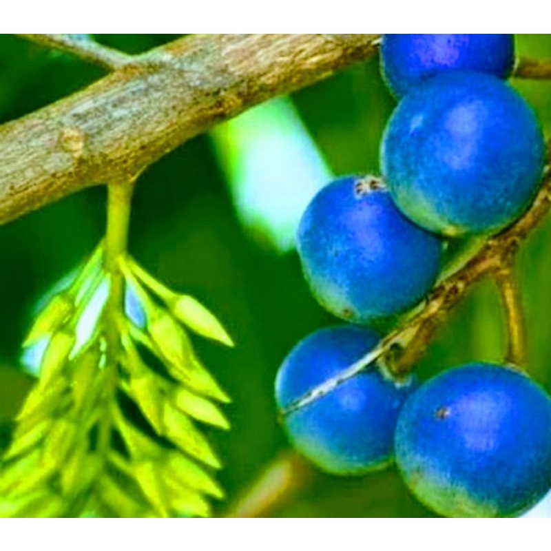 Bibit Tanaman Pohon Jenitri Kualitas Super/RUDRAKSHA