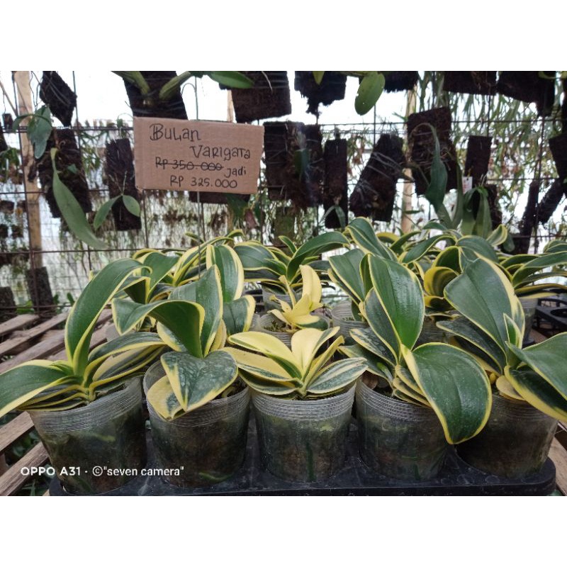 Anggrek bulan varigata