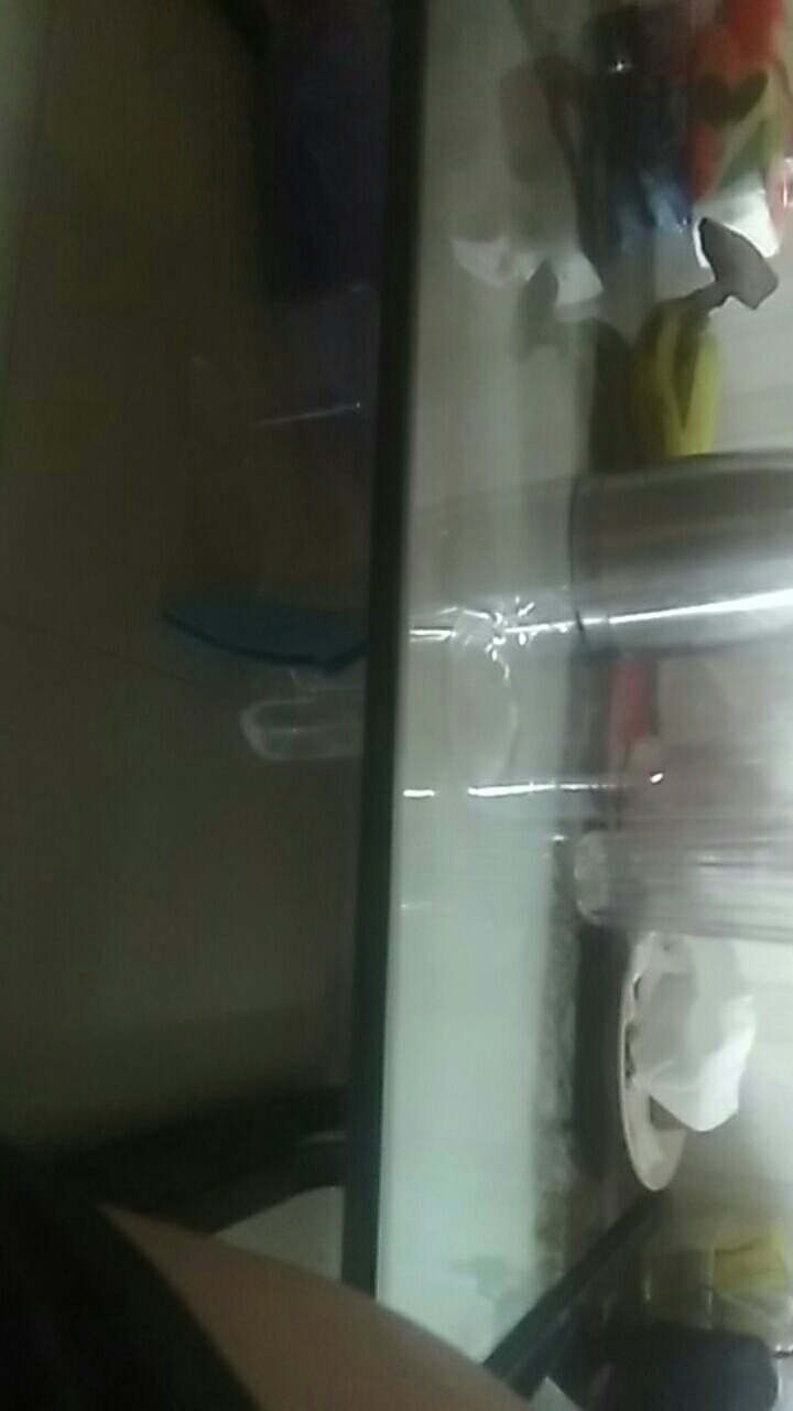 Skat Ikan Cupang Atau Pemisah Toples