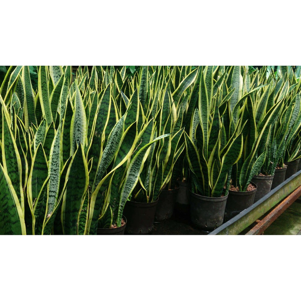 Jual Tanaman Hias Lidah Mertua Sansivera Pedang-Pedangan Sansevieria ...