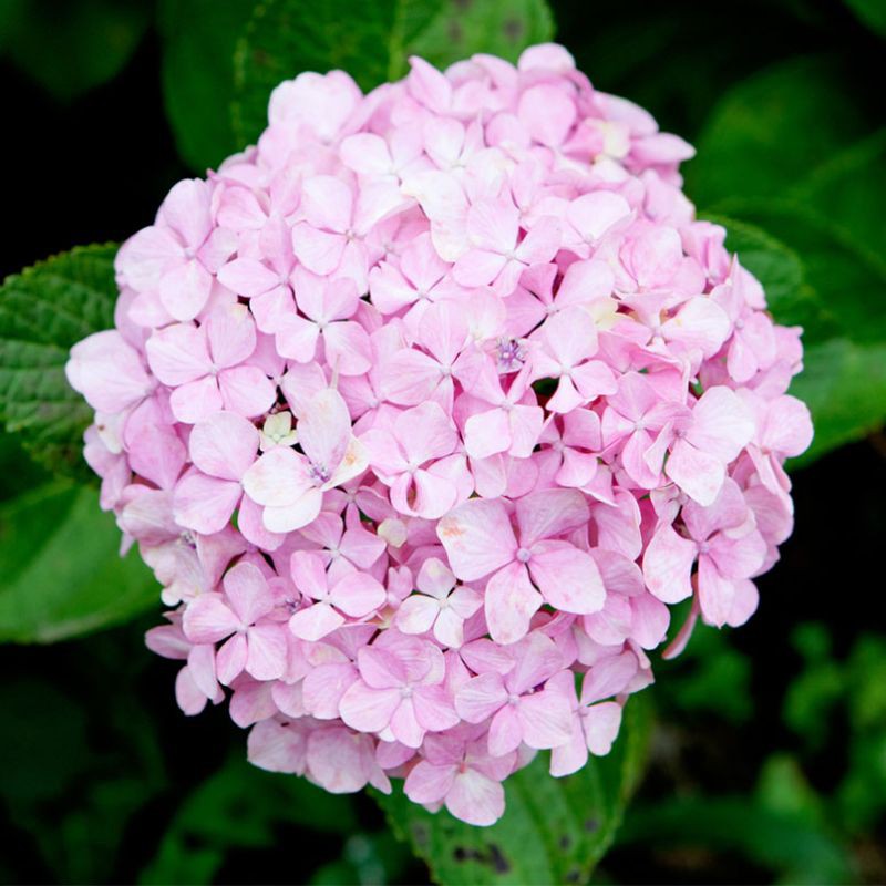Benih/Bibit/Seed bunga hortensia/Hydrangea Kembang Bokor/Seribu Bunga Masamba