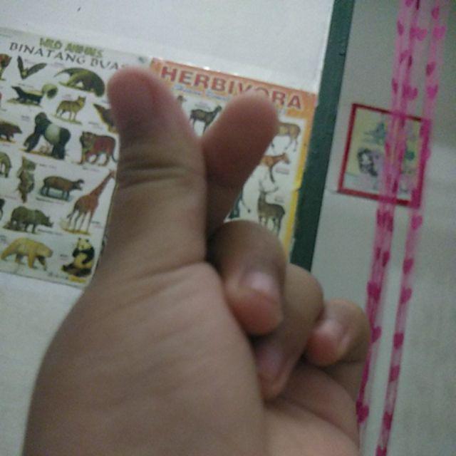 Bibit Adenium / Kamboja Jepang Tumpuk Nomor 28-36