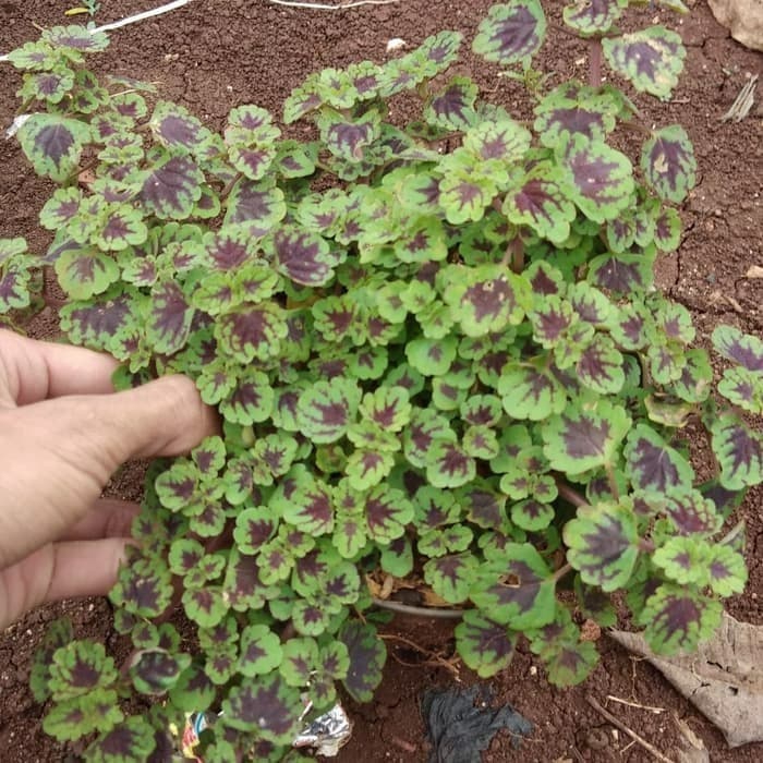 tanaman gantung miana mini - tanaman hias miana mini - miyana