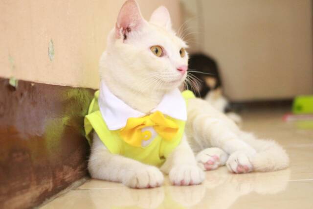 Kaos tuxedo kuning untuk kucing dan anjing /Jual Baju Kucing Terlengkap &amp; Berkualitas size S M L XL