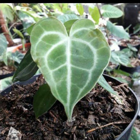 tanaman hias kuping gajah tarantula baby