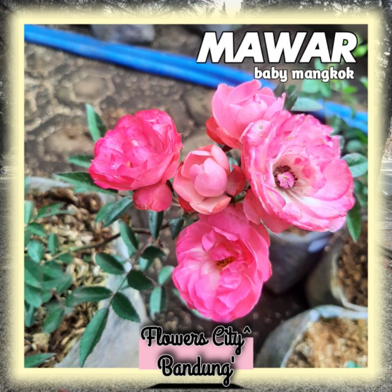 Mawar rambat baby mangkok