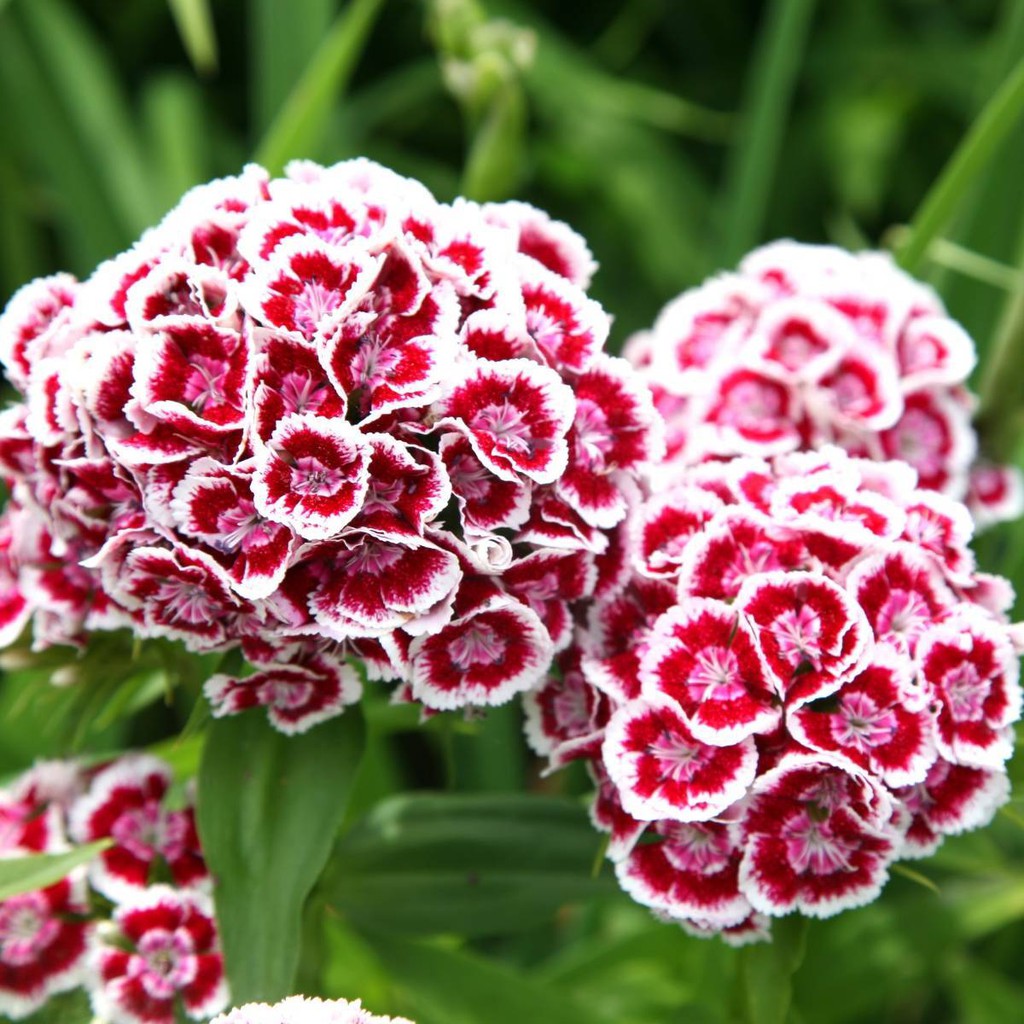 [Best Selling] 20 Seeds - Dianthus Sweet Haira Seed Biji Benih Bibit Bunga - SR0090