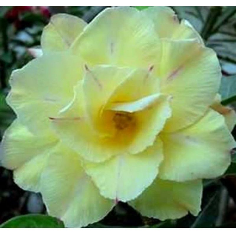 tanaman hias adenium Grafting vietnam yellow