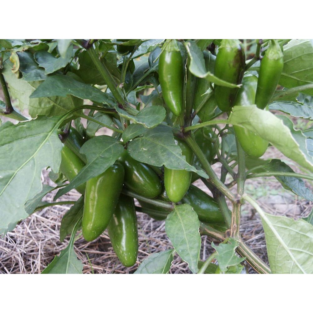 Benih-Bibit Cabe Jalapeno Early (Haira Seed)