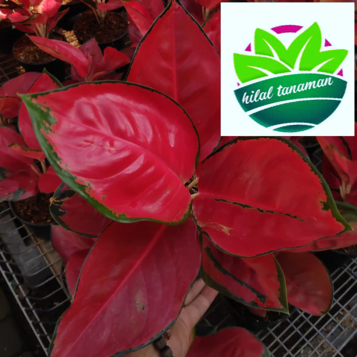 Aglonema Suksom jaipong stang pendek