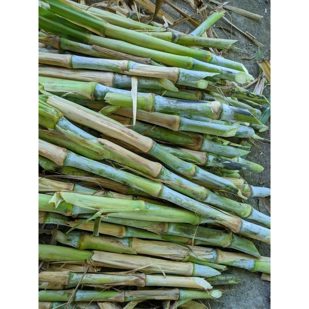 Benih Bibit Tanaman Rumput Pakcong Pakchong Per Batang-2