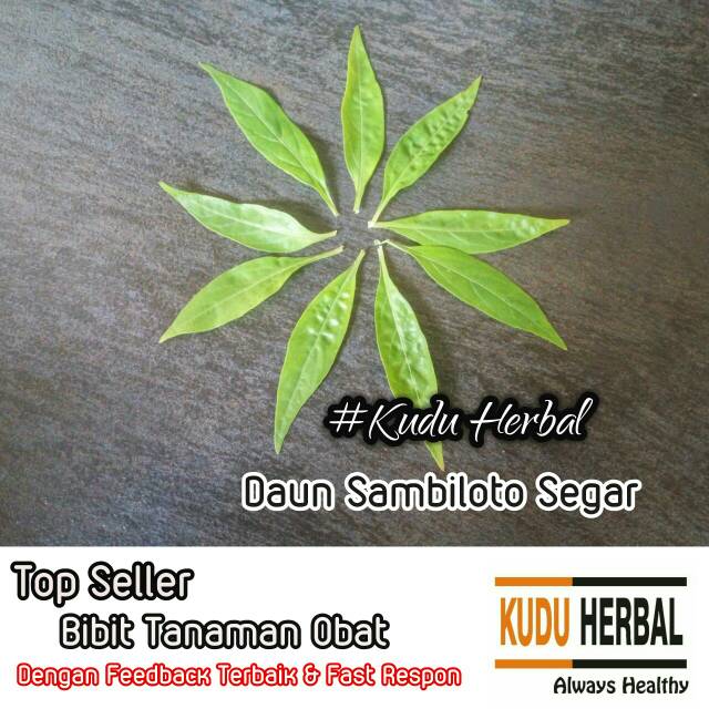 

Sambiloto I Daun Sambiloto Segar I Sambiroto Segar I Tanaman Sambiloto I Sambiloto Segar