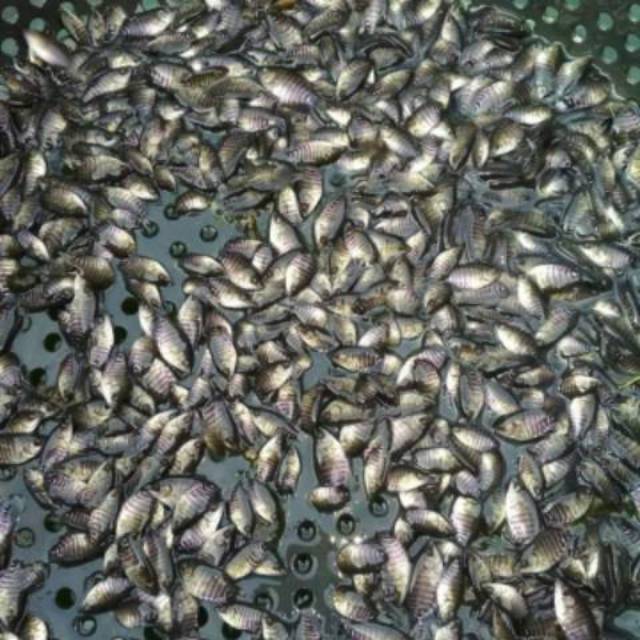 Bibit Ikan gurame soang