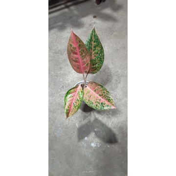 Tanaman Aglonema Big Roy - Kecantikan Hijau yang Memukau di Rumah Anda