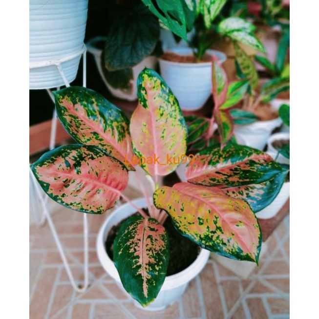 READYY SIZE JUMBO INDUKAN RIMBUN AGLONEMA KOCHIN TEMBAGA