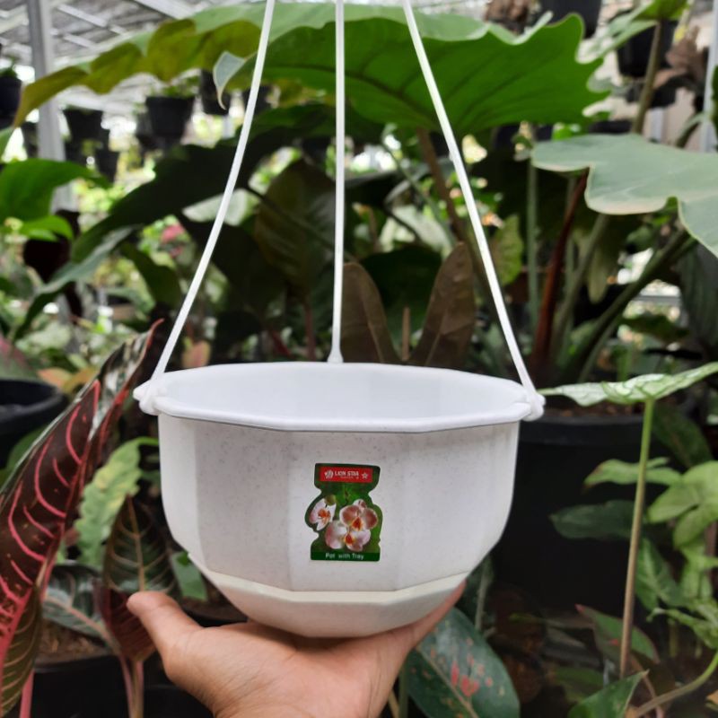 Pot Bunga Gantung Lion Star Gardenia Flower #6 Putih + Tatakan