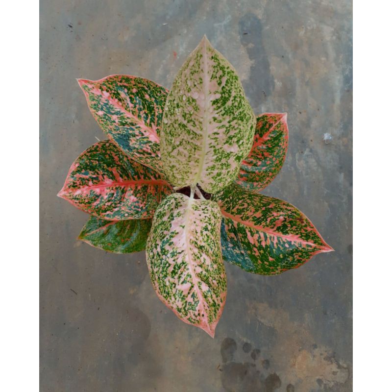 Aglonema Stardust Orange