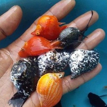 molly balon super jumbo