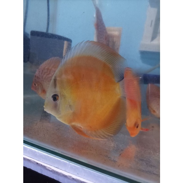 discus san merah 3 inch