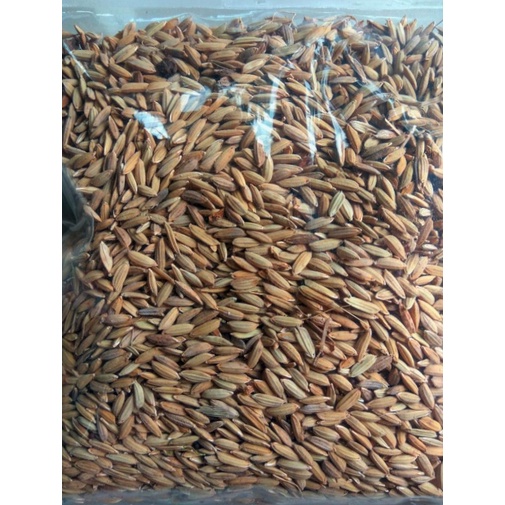 

PAKET MURAH 2 Kg Benih Padi Merah Lokal Kualitas Unggul