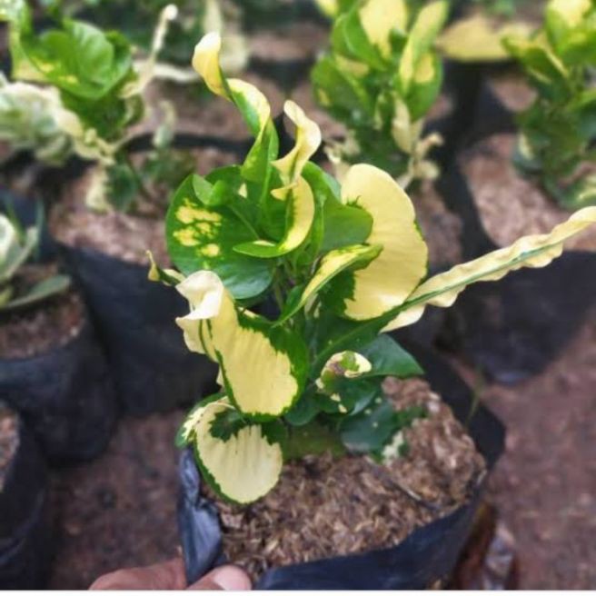 Tanaman Hias puring Apel  Tanaman Puring