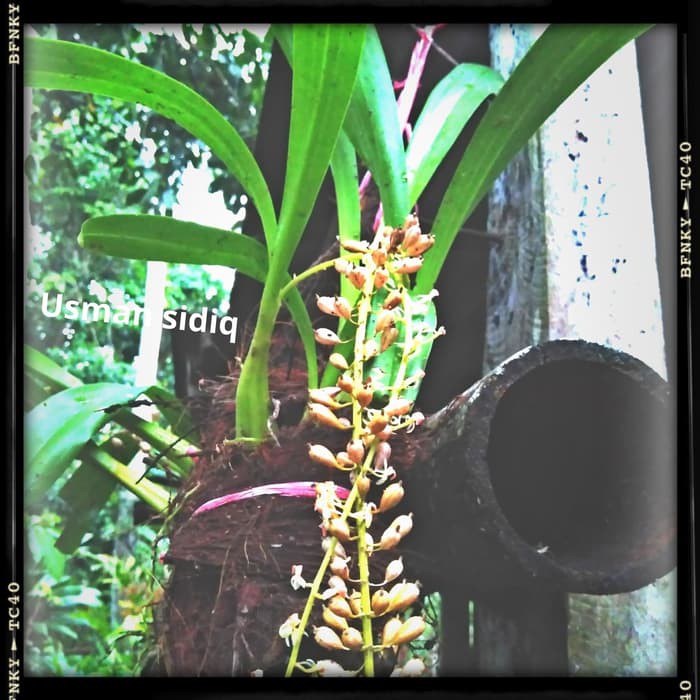 

terbaru bibit tanaman anggrek cacauan anggrek liar segar