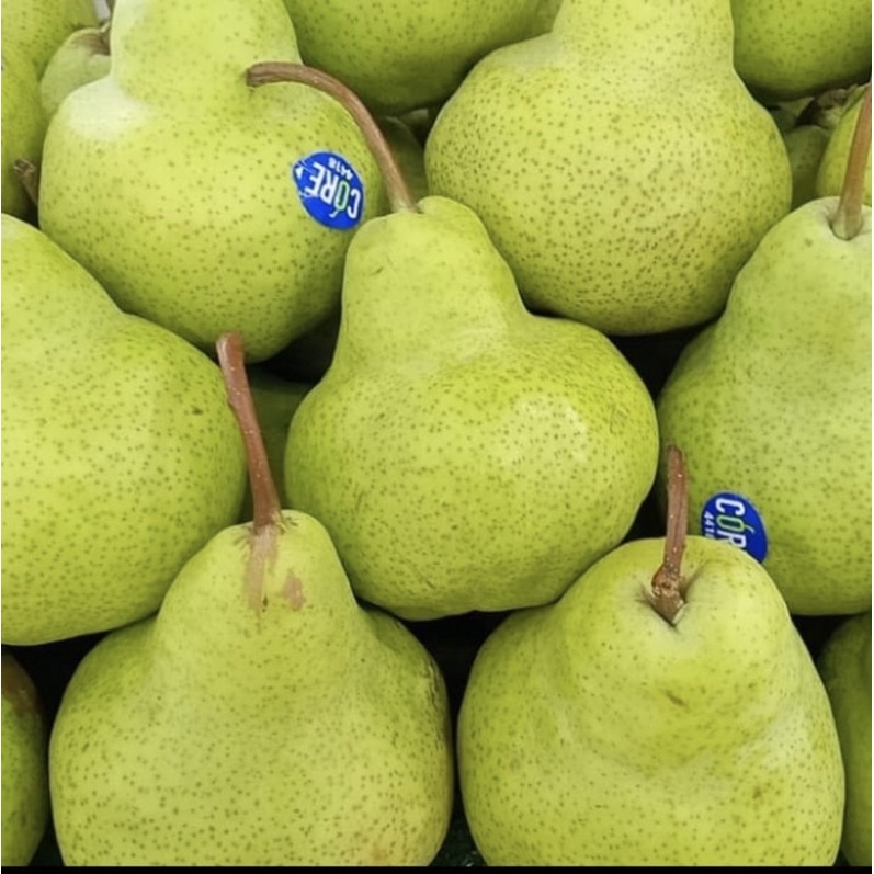 

buah pear hijau packham fresh import 1kg