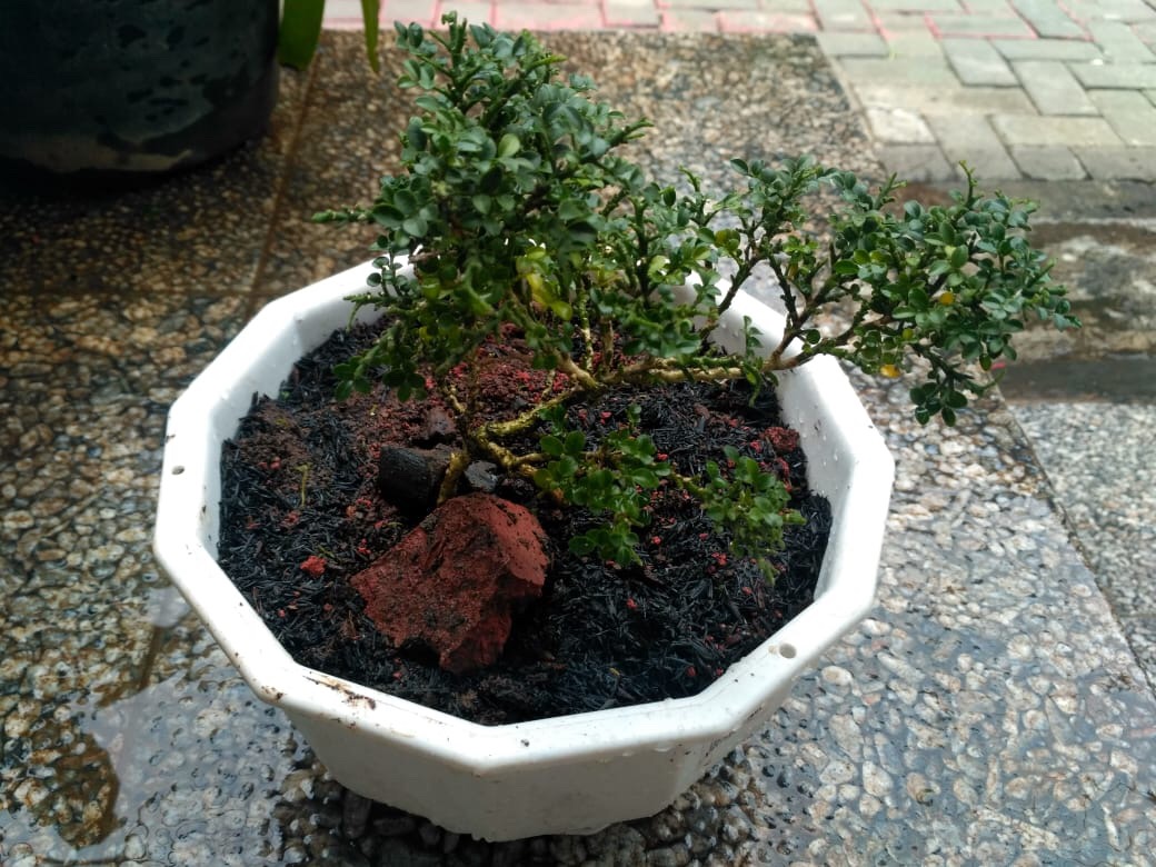 Tanaman Bonsai Kemuning Super Micro