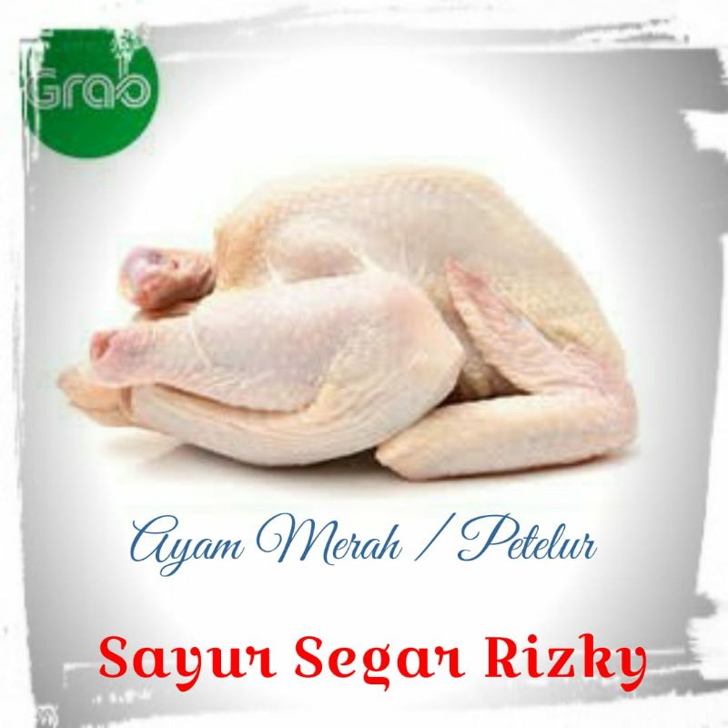 

Ayam Merah / Ayam Petelur