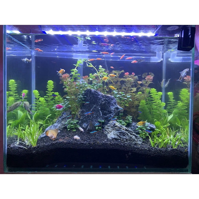 Jasa Set Aquascape mini