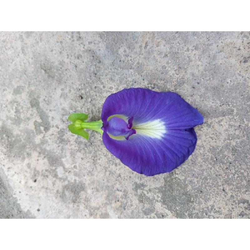 

Benih Bunga Telang by Rezray shop