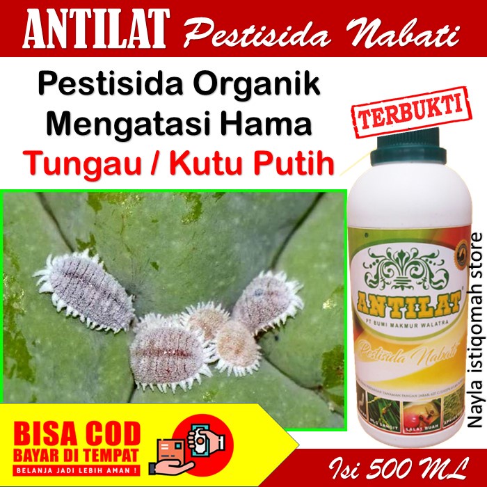 Jual Pestisida Antilat Obat Pembasmi Hama Ulat Tungau Belalang Kutu Daun Kutu Putih Thrips 4596