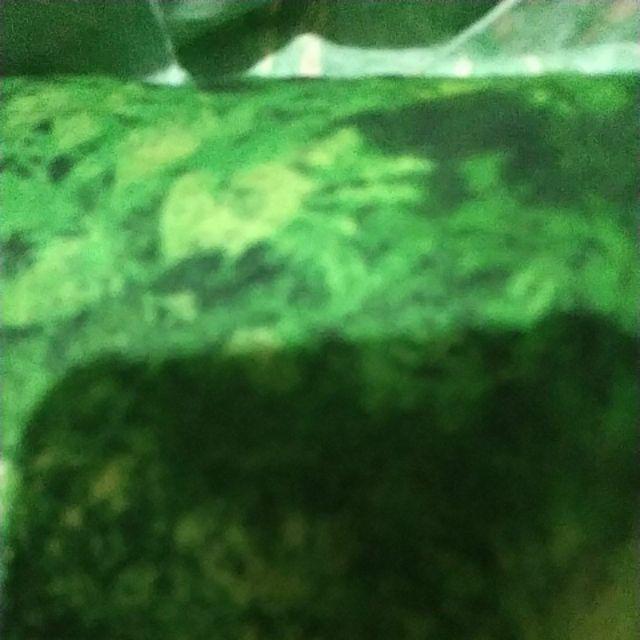 Cetakan Kue Mawar Warna Warni Per Lusin