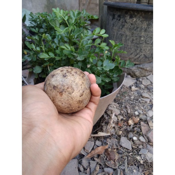 

bibit kawis (bukan untuk konsumsi)