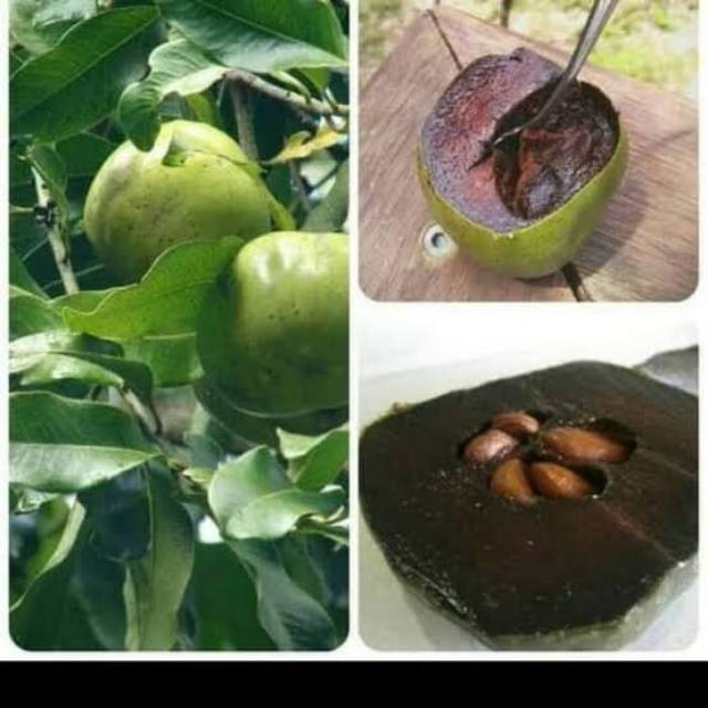 Bibit buah black sapote Superunggul