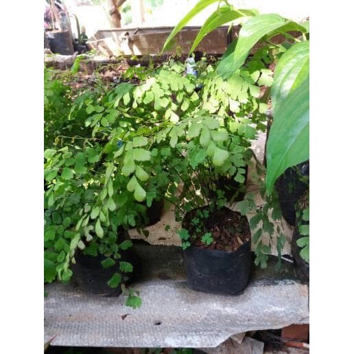 Tanaman hias pakis suplir Pohon suplir pakis suplir tanaman hias vertical garden