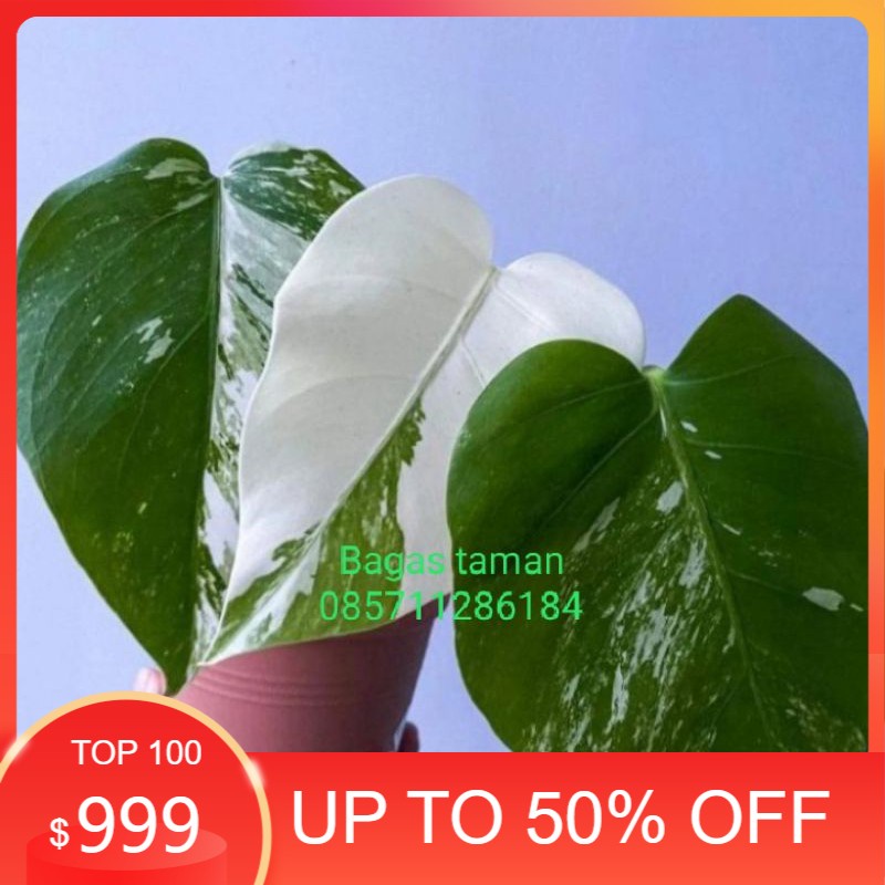 tanaman monstera varigata/tanaman deliciosa varigata