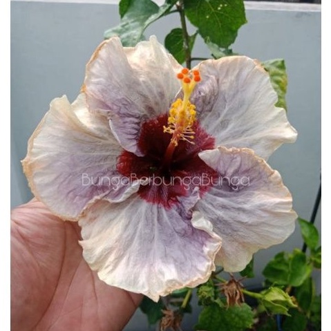 bibit bunga sepatu hibiscus import langka LOB - tanaman hias hidup kembang sepatu
