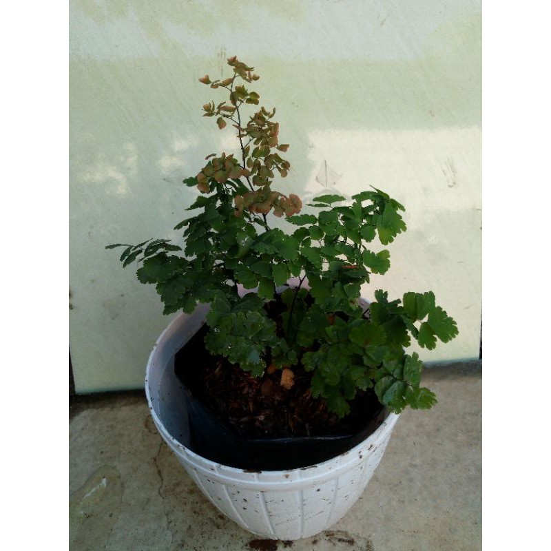 Tanaman Hias Suplir Melati Langka Cantik Murah 45000