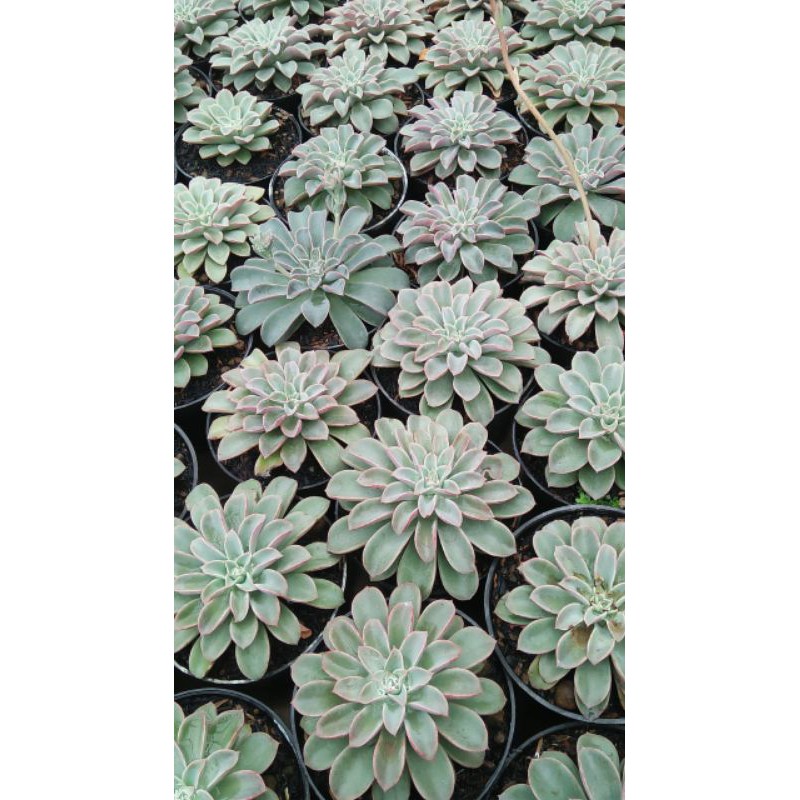 

Echeveria Fantastic Fountain