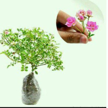 baby rose / mawar mini